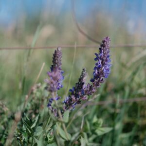 clary sage essential oil product image