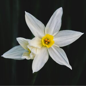 neroli fragrance oil product image