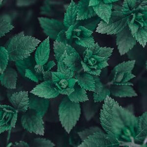 patchouli fragrance oil product image